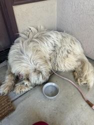 Found/Stray Female Dog last seen Mt.woodson golf course neighborhood , San Diego County, CA 92065