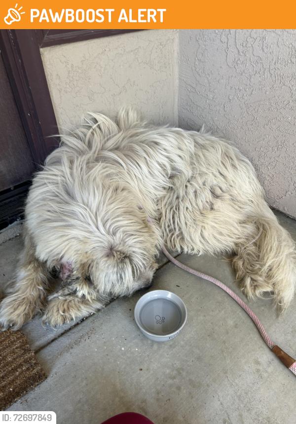 Found/Stray Female Dog last seen Mt.woodson golf course neighborhood , San Diego County, CA 92065