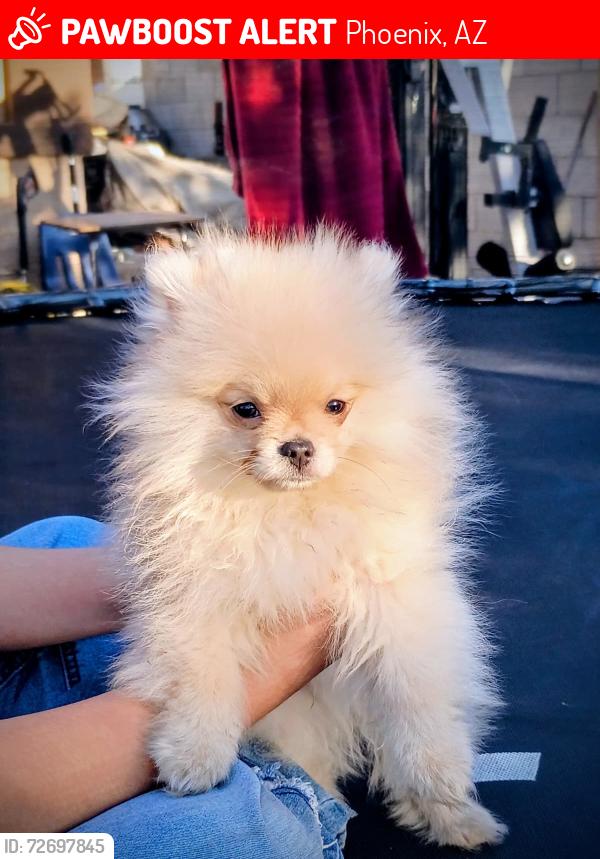 Lost Male Dog last seen N 54 LN phoenix AZ 85031, Phoenix, AZ 85031