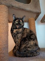 Lost Female Cat last seen Woodlands Condominium Complex, Norcross, GA 30092