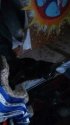 Lost Female Cat last seen Grove, west el camino , Sacramento, CA 95833