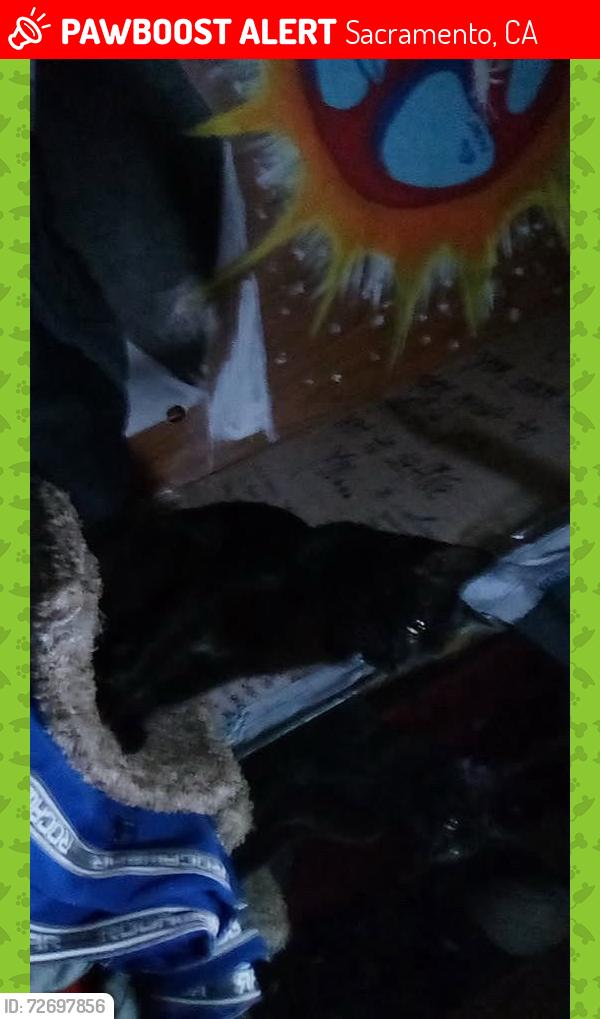 Lost Female Cat last seen Grove, west el camino , Sacramento, CA 95833
