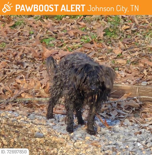 Found/Stray Male Cat last seen Barton St Johnson City Tn, Johnson City, TN 37604