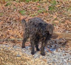 Found/Stray Male Cat last seen Barton St Johnson City Tn, Johnson City, TN 37604