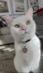 Lost Male Cat last seen Tapo Canyon, Simi Valley, CA 93063