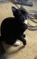 Lost Male Cat last seen Old Archibald Ranch and E Black Horse, Ontario, CA 91761