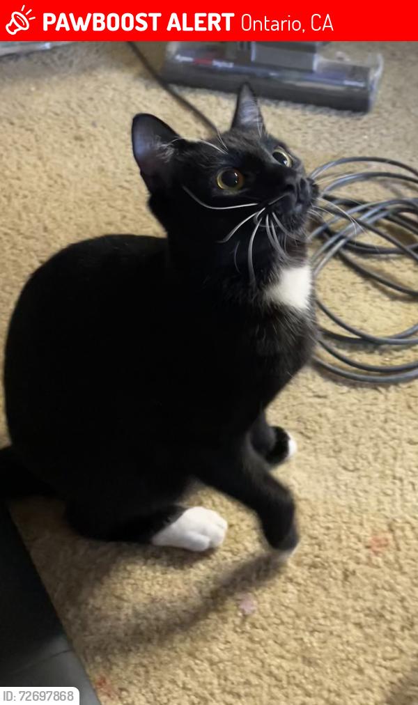 Lost Male Cat last seen Old Archibald Ranch and E Black Horse, Ontario, CA 91761