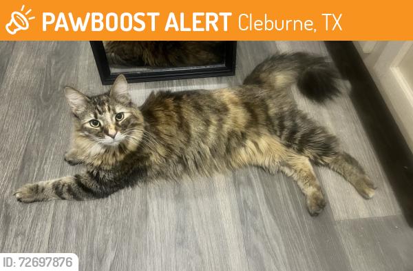 Found/Stray Female Cat last seen Near Cleburne Terrace Apts , Cleburne, TX 76031