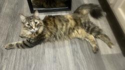 Found/Stray Female Cat last seen Near Cleburne Terrace Apts , Cleburne, TX 76031