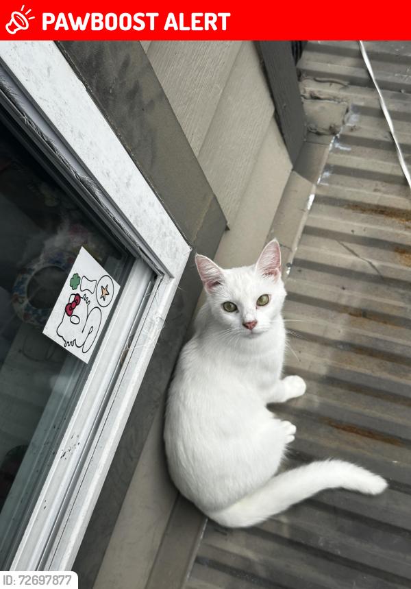 Lost Male Cat last seen Heritage Valley Rd, Norcross Ga 30093, Gwinnett County, GA 30093