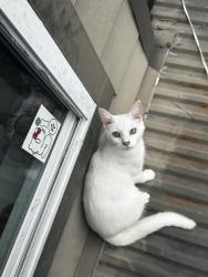 Lost Male Cat last seen Heritage Valley Rd, Norcross Ga 30093, Gwinnett County, GA 30093