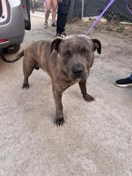 Found/Stray Male Dog last seen Clark street & Perry , Mead Valley, CA 92570