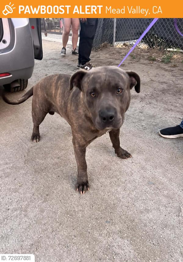 Found/Stray Male Dog last seen Clark street & Perry , Mead Valley, CA 92570