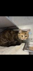 Lost Female Cat last seen Alta Vue apmts, Salt Lake City, UT 84104