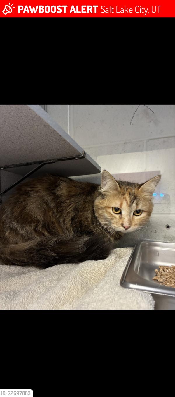 Lost Female Cat last seen Alta Vue apmts, Salt Lake City, UT 84104