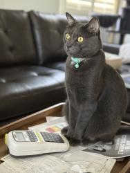 Lost Male Cat last seen Near Casablanca Ct & Oak Glen Dr, Vista, CA (Shadowridge area), Vista, CA 92081