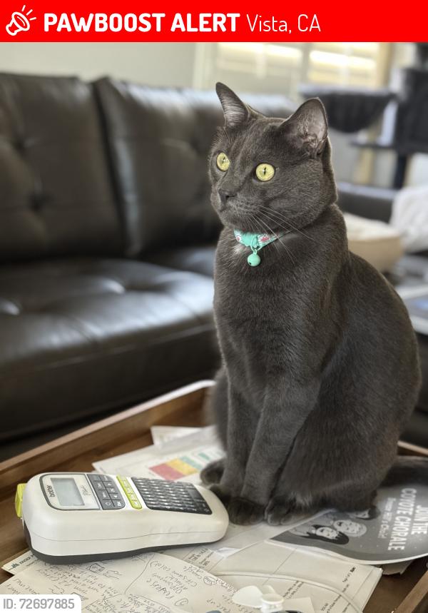 Lost Male Cat last seen Near Casablanca Ct & Oak Glen Dr, Vista, CA (Shadowridge area), Vista, CA 92081