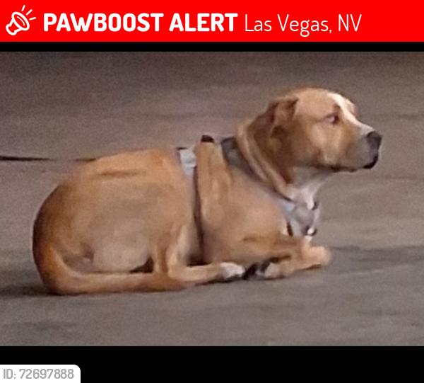 Lost Female Dog last seen Fremont and Atlantic , Las Vegas, NV 89104