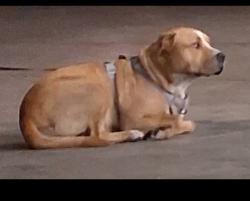 Lost Female Dog last seen Fremont and Atlantic , Las Vegas, NV 89104