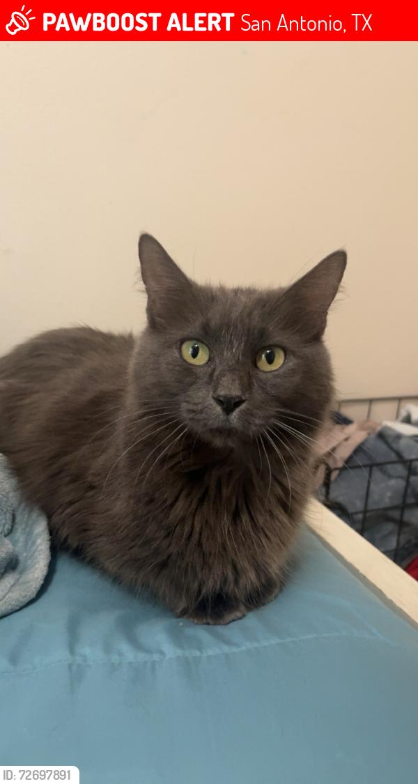 Lost Female Cat last seen Goldcrest Run, San Antonio, TX 78260