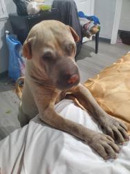 Lost Female Dog last seen Live oak ln, Irwindale, CA 91706