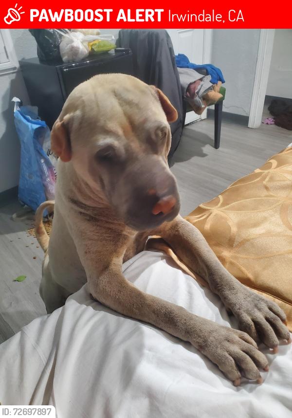 Lost Female Dog last seen Live oak ln, Irwindale, CA 91706