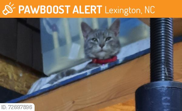 Found/Stray Female Cat last seen Cecil Rd & Welcome-Arcadia Rd, Lexington, NC 27295