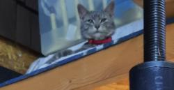 Found/Stray Female Cat last seen Cecil Rd & Welcome-Arcadia Rd, Lexington, NC 27295