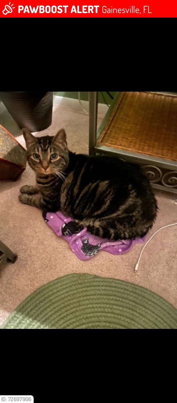 Lost Male Cat last seen Tower, Gainesville, FL 32607