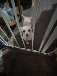 Found/Stray Male Dog last seen 69th N and Broadway st N, Park City, KS 67219