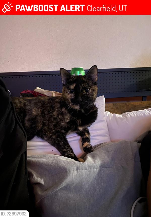 Lost Female Cat last seen Pepper Ridge apmts, Clearfield, UT 84015