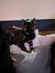 Lost Female Cat last seen Pepper Ridge apmts, Clearfield, UT 84015