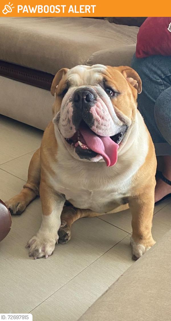 Found/Stray Male Dog last seen Morgan street , Towamencin Township, PA 19438