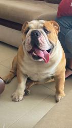 Found/Stray Male Dog last seen Morgan street , Towamencin Township, PA 19438