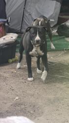Lost Female Dog last seen Dennys .ralphs, San Diego, CA 92108