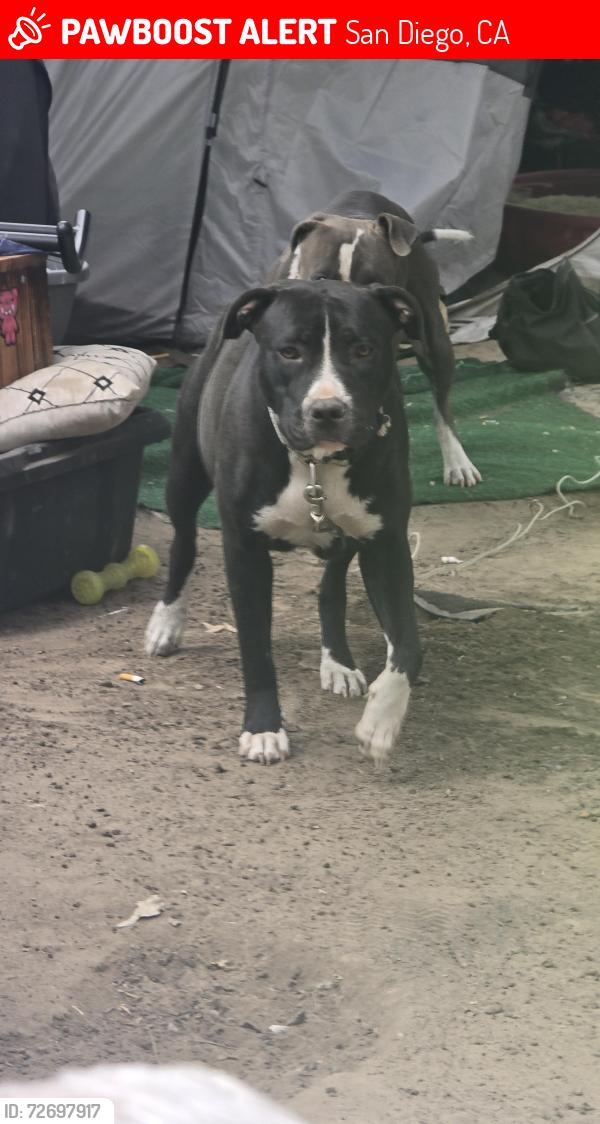Lost Female Dog last seen Dennys .ralphs, San Diego, CA 92108