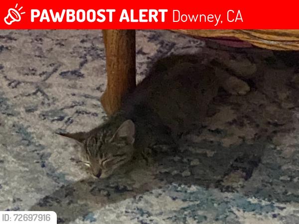 Lost Female Cat last seen Near Priscilla St, Downey CA 90242, Downey, CA 90242