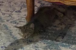 Lost Female Cat last seen Near Priscilla St, Downey CA 90242, Downey, CA 90242