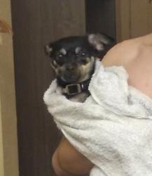 Lost Female Dog last seen Clinton and Harvard , Concord, NH 03301