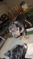 Found/Stray Male Dog last seen Chamisa cove St - san Miguel, Sunrise Manor, NV 89115