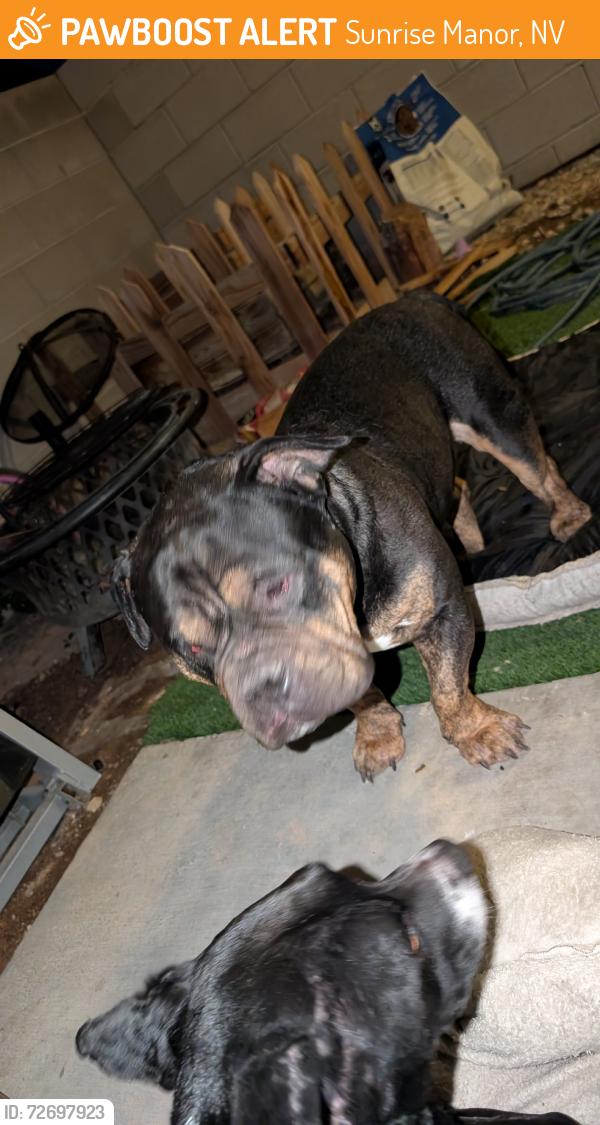 Found/Stray Male Dog last seen Chamisa cove St - san Miguel, Sunrise Manor, NV 89115