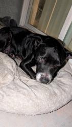 Found/Stray Male Dog last seen Chamisa cove St, Sunrise Manor, NV 89115