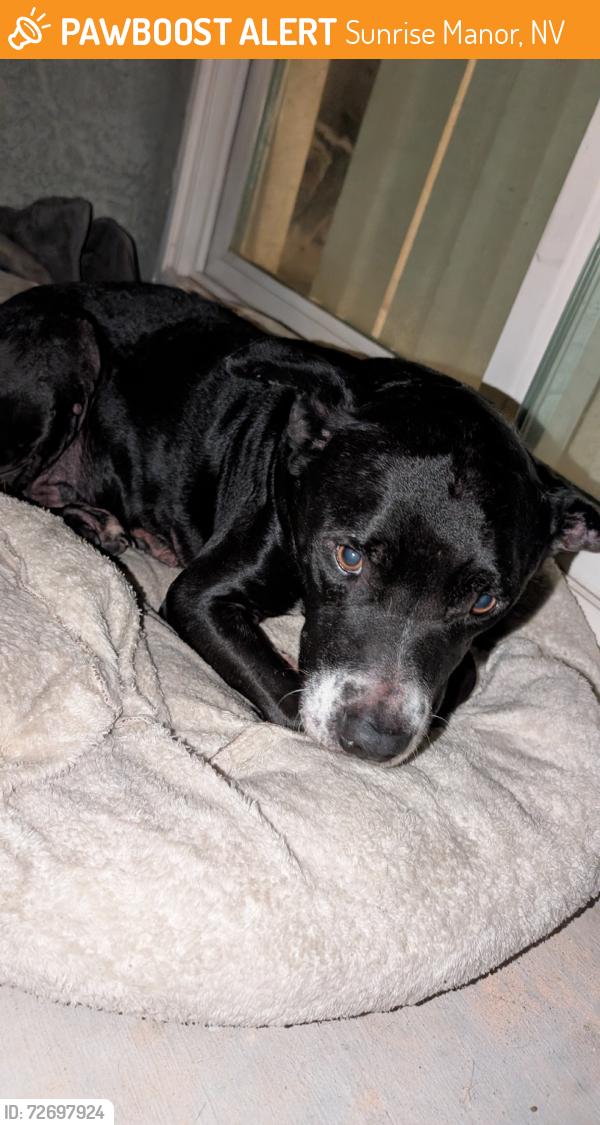 Found/Stray Male Dog last seen Chamisa cove St, Sunrise Manor, NV 89115