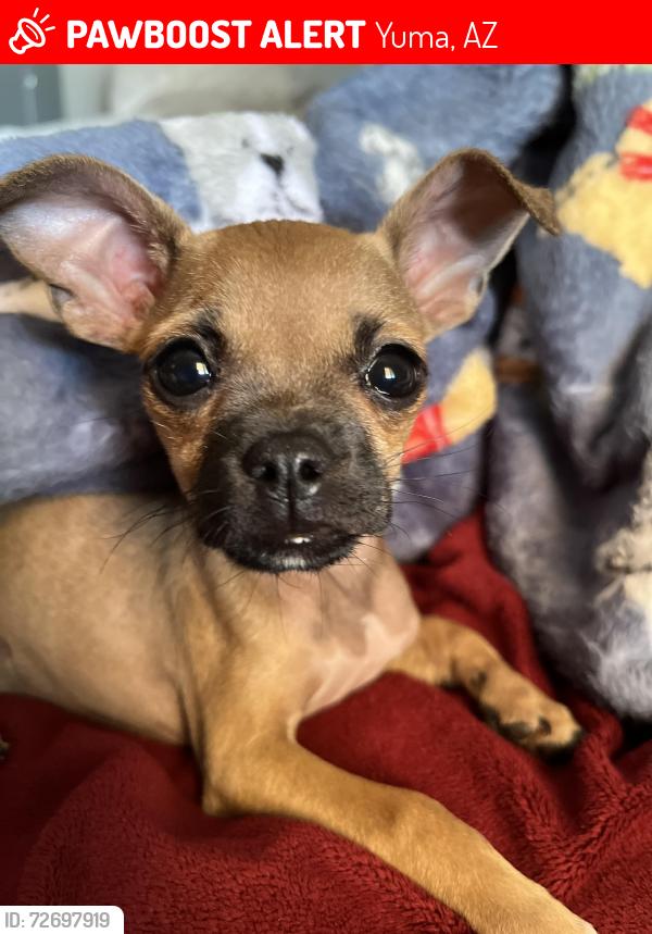Lost Female Dog last seen Yuma golf and county club , Yuma, AZ 85364