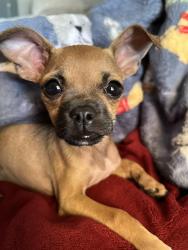 Lost Female Dog last seen Yuma golf and county club , Yuma, AZ 85364