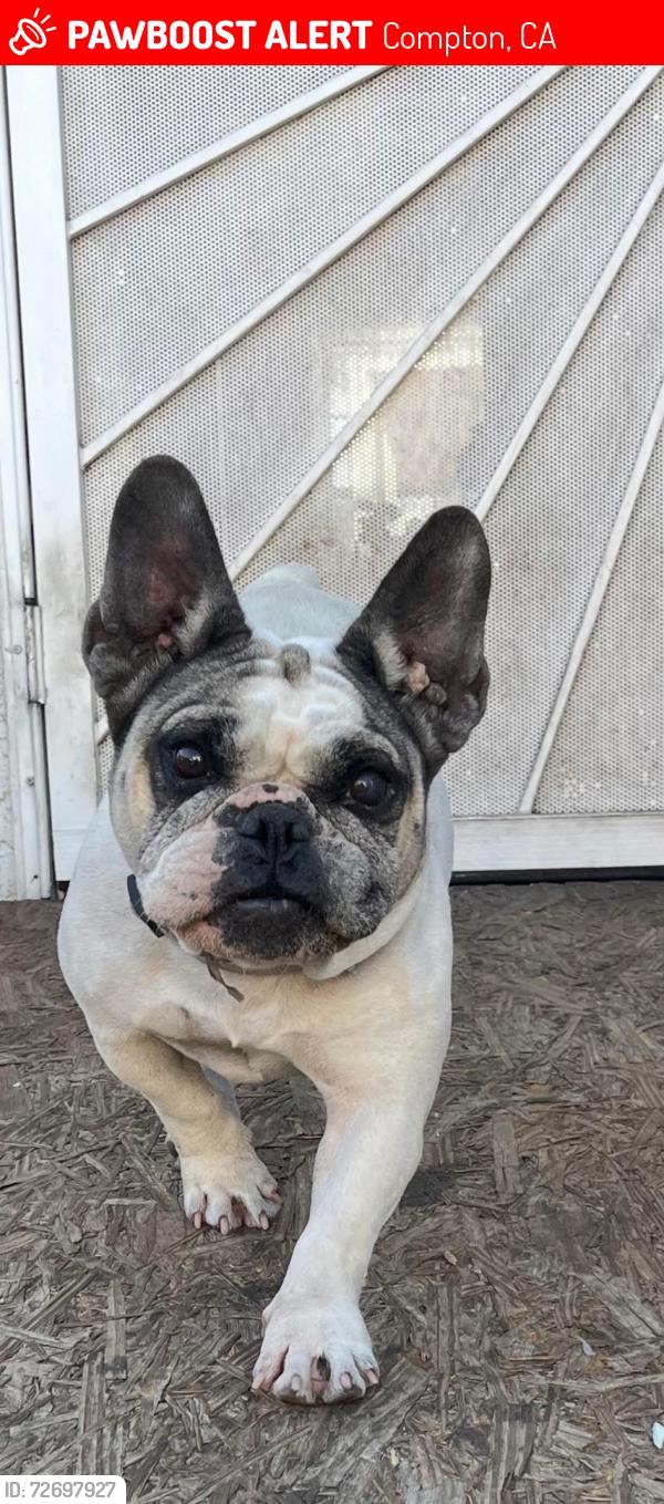Lost Female Dog last seen Green leaf Ave & Santa Fe , Compton, CA 90221