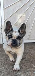 Lost Female Dog last seen Green leaf Ave & Santa Fe , Compton, CA 90221