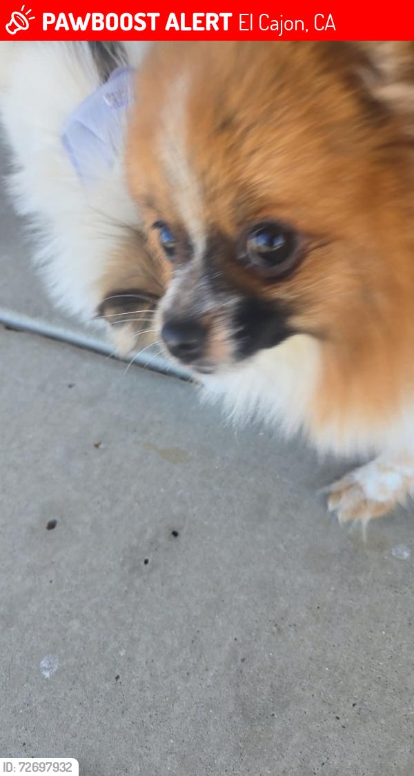 Lost Male Dog last seen Lexington and 2nd Street, El Cajon, CA 92019