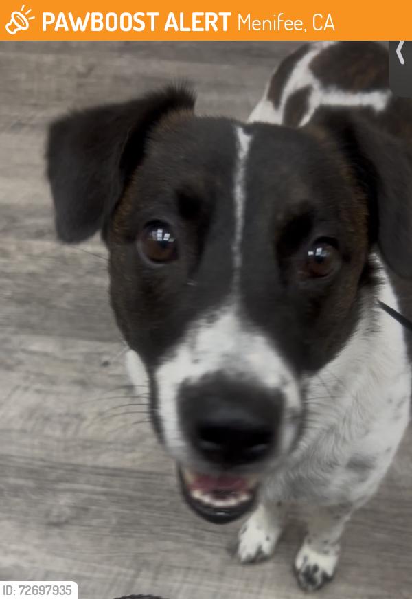 Found/Stray Unknown Dog last seen Found at Lake, Menifee, CA 92585