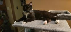 Found/Stray Male Cat last seen Arbor Creek Rd and Cedar Creek Dr , Monroe, MI 48162